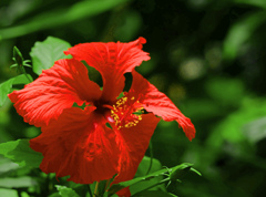 赤い木槿　P1690323zz