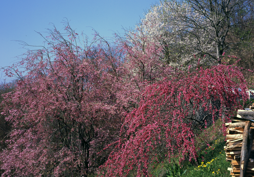桜と花桃の咲くころ　img120b【フィルム】