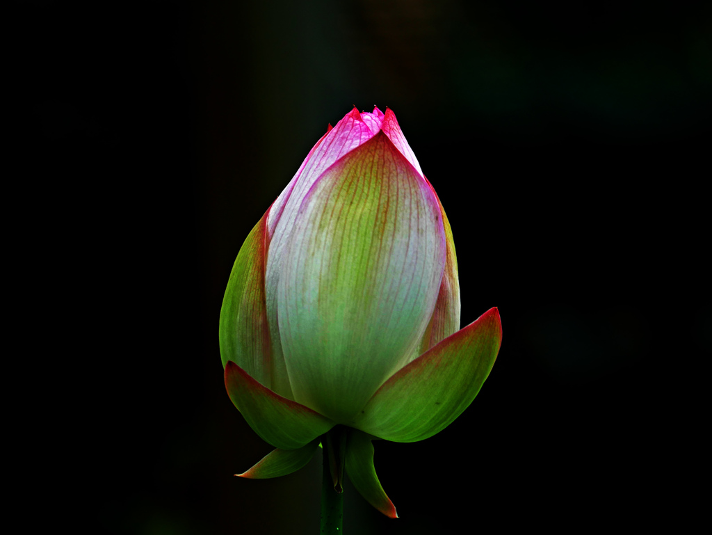 蕾　P1340361zz