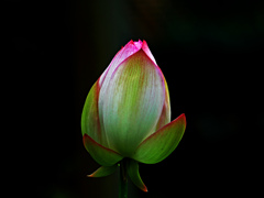蕾　P1340361zz