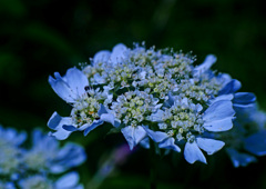 オルレアに似ている花　P1240871zz