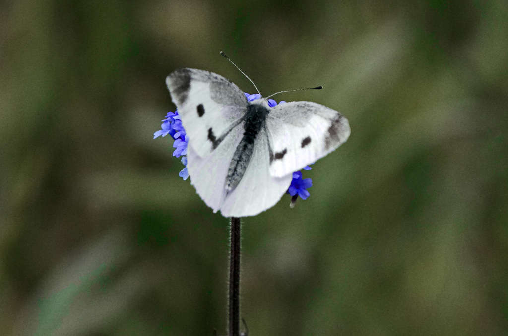 ランタナとモンシロチョウ　IMG8353zz