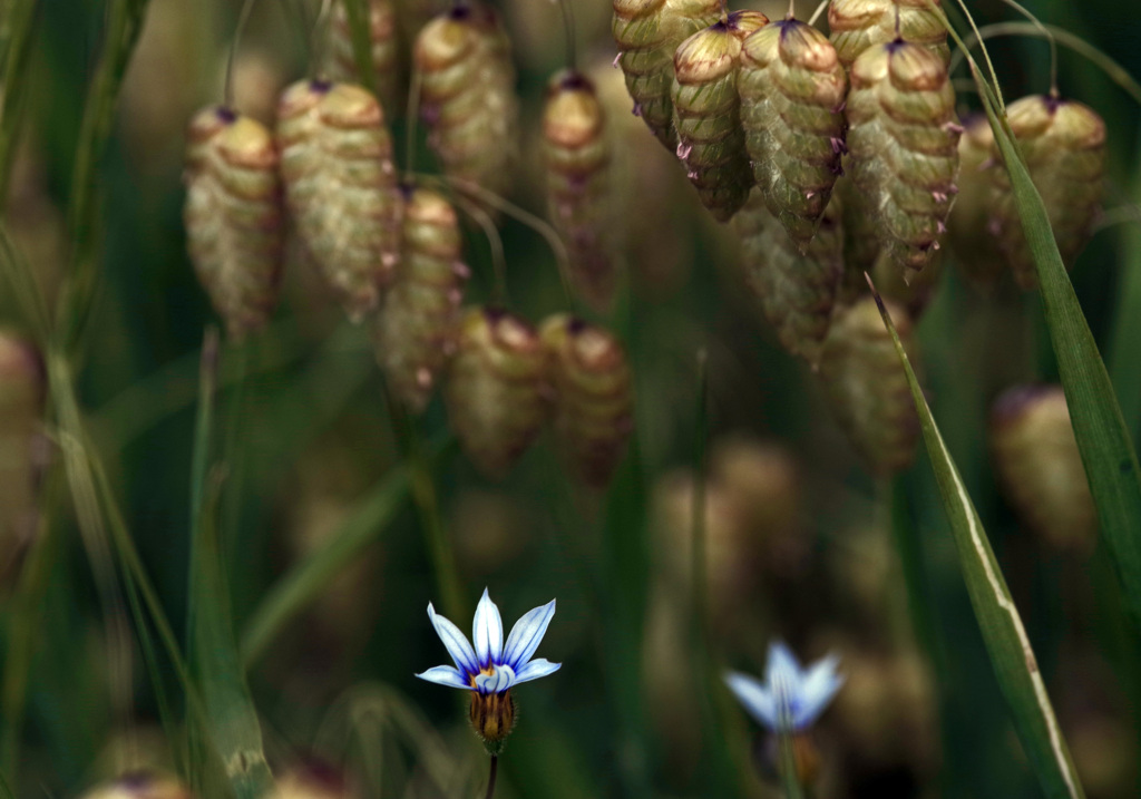 異端者　IMGP7189zz