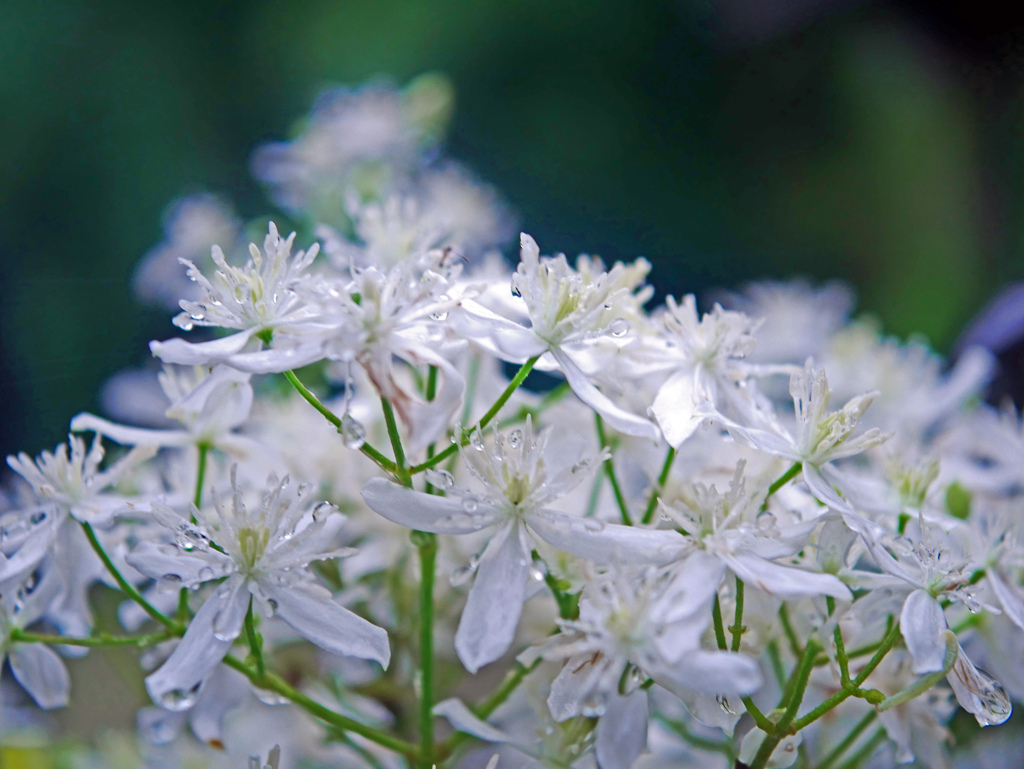 濡れそぼる花　P1680123zz