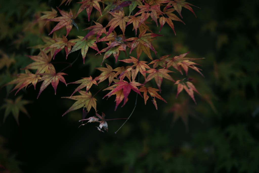 名残の紅葉　IMGP9941zz