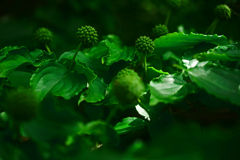 青い山法師　P1190967zz