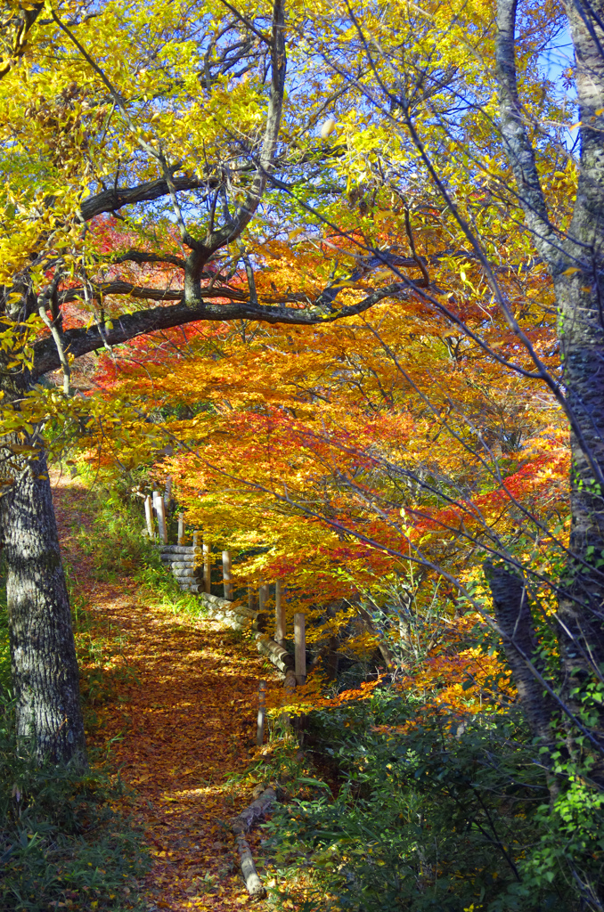 師走の紅葉狩り　_IGP4237zz