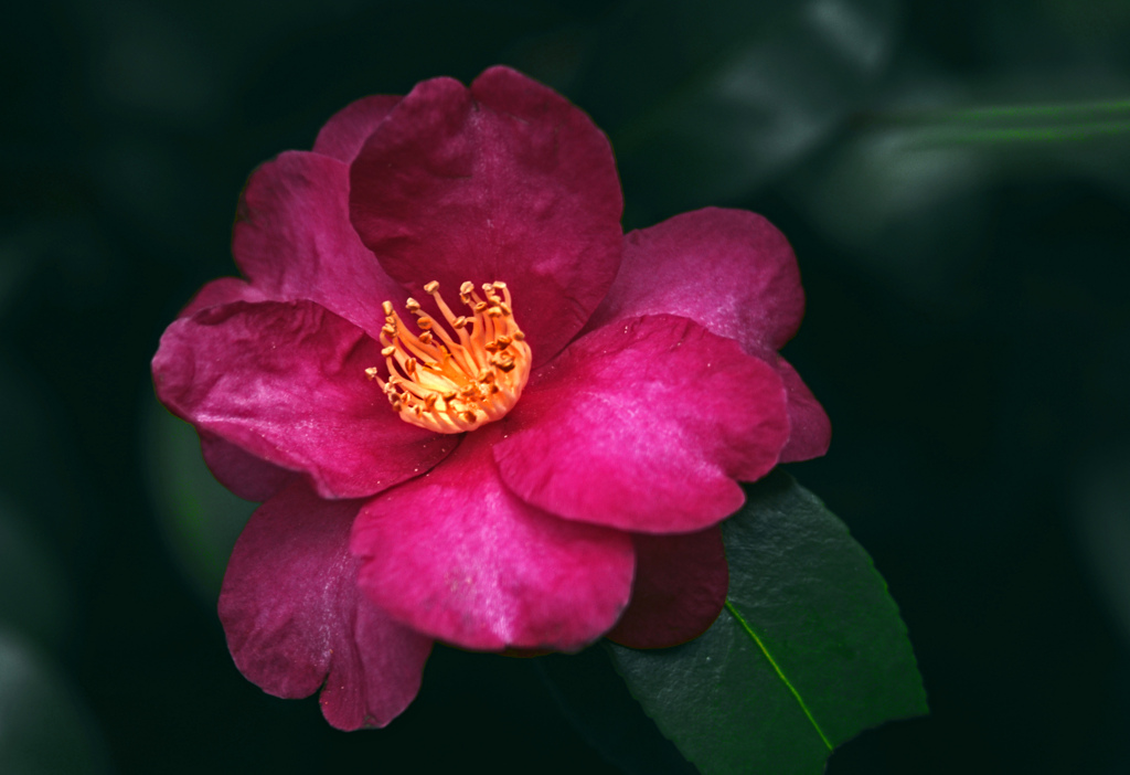 「紅つばき」　IMGP4332zz