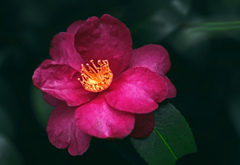 「紅つばき」　IMGP4332zz