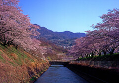 桜並木と春の空　img117zz 【フィルム】