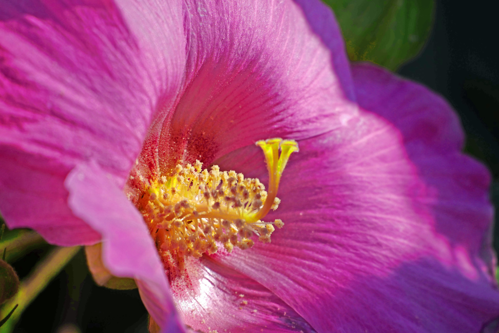 芙蓉花　P1250922zz