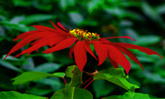 温室でポインセチア　IMG0379zz