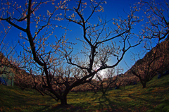 朝日を受けて　IMGP4455zz