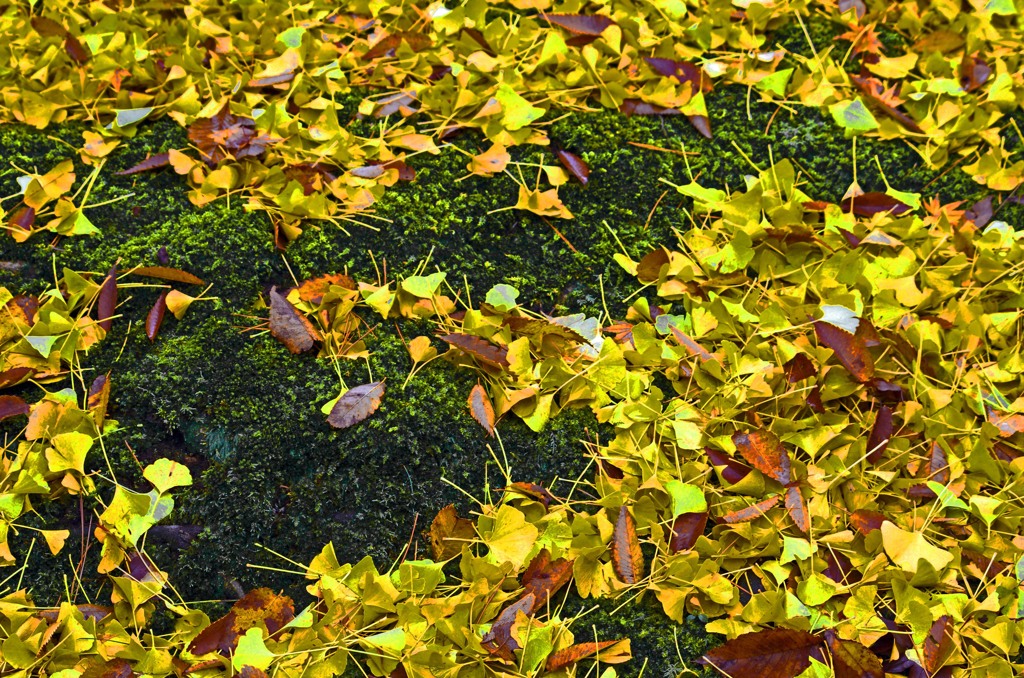 Yellow and green　_IGP3927zz