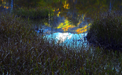 秋を覗く　P1114213zz