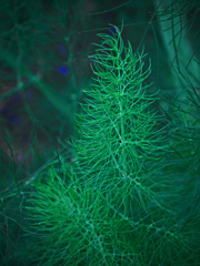 アスパラの森　P1170292zz