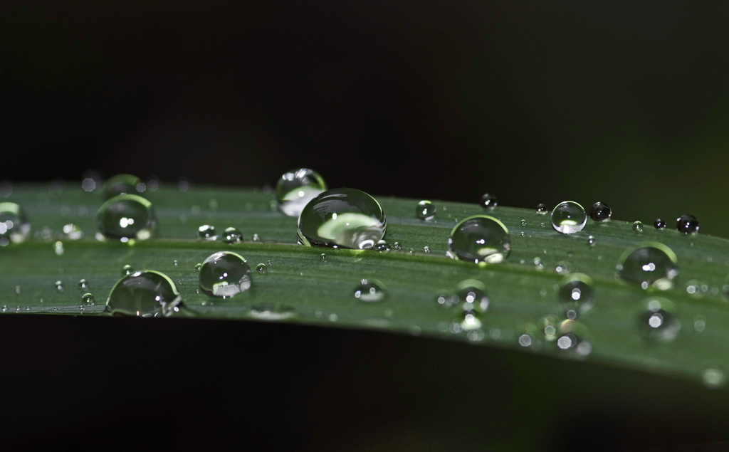 雨のたまもの　IGP8305zz