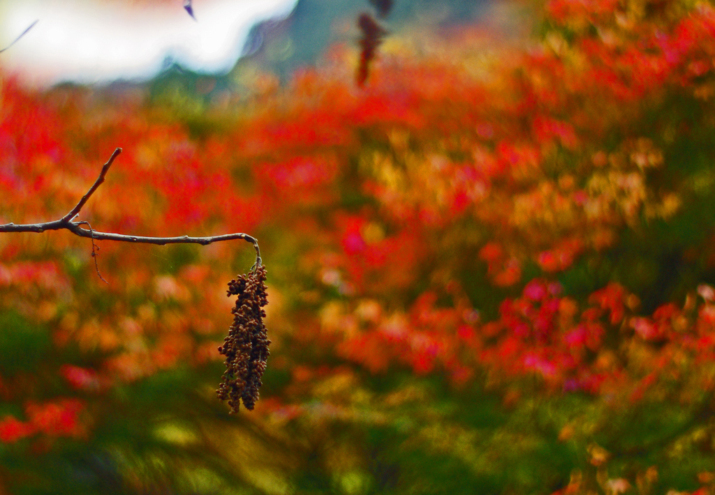 秋の実　IMGP0105zz