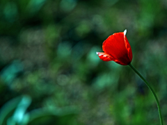 一輪だけの花　P1140786zz