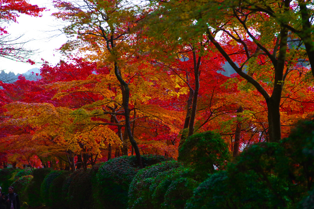 紅の散歩道　IMGP0748zz
