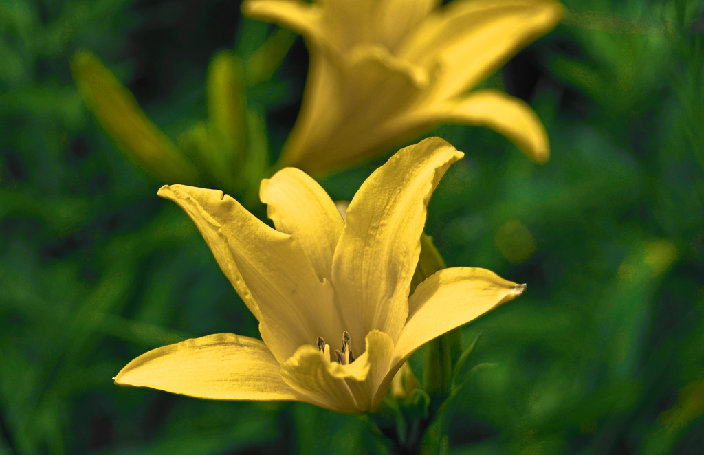 キスゲ　IMG8229z