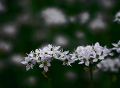 雨上りの朝  ハナニラ　P1150575zz
