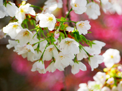 紅白のサクラ　P1140724zz