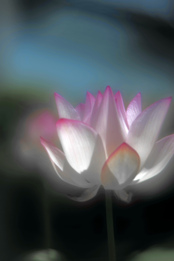 嫋やかに　IMGP4293zz(ソフトフォーカス）