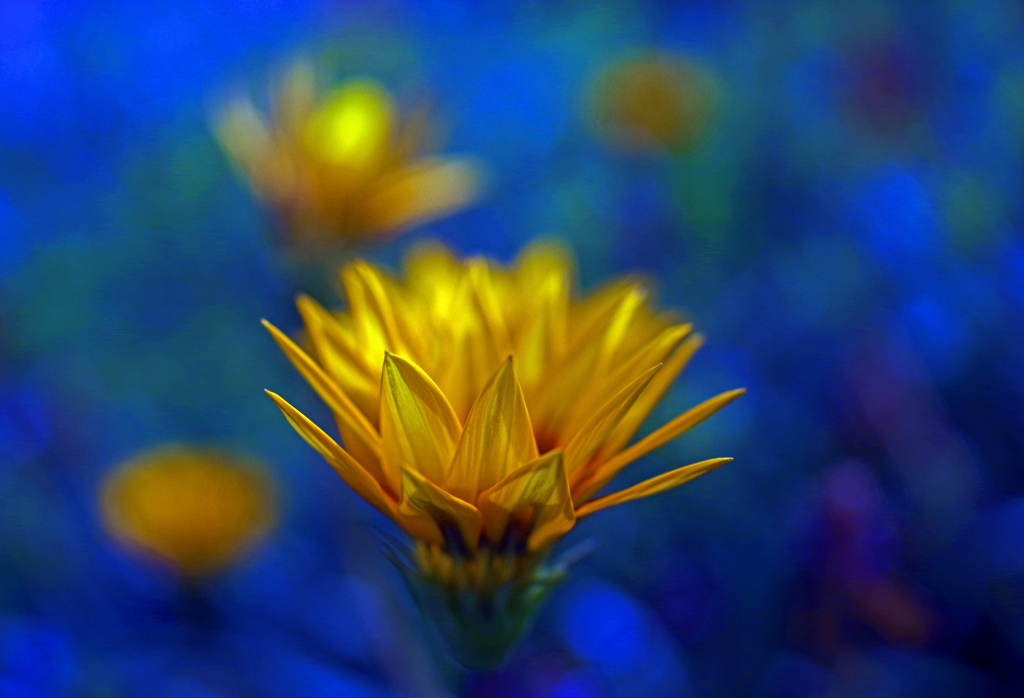 黄色き花　IMGP0313zz