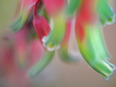 仙人掌の花　P1240009zz