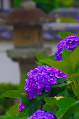 灯籠と紫陽花　IMG1387zz