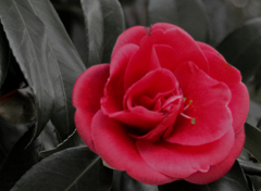 心象の紅椿　00162zz