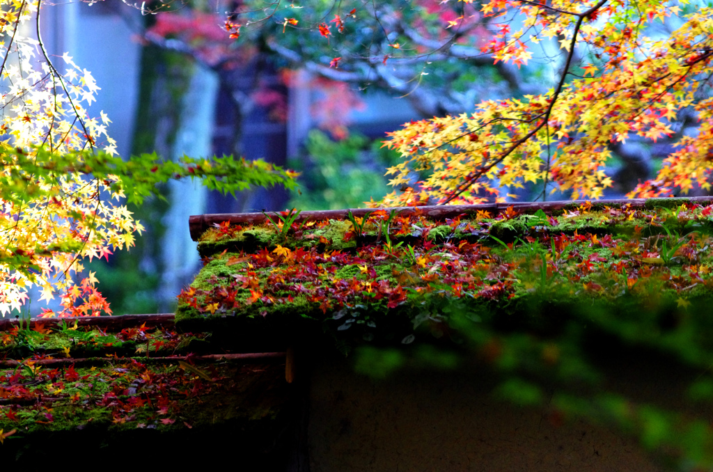 散紅葉　IMGP1666zz