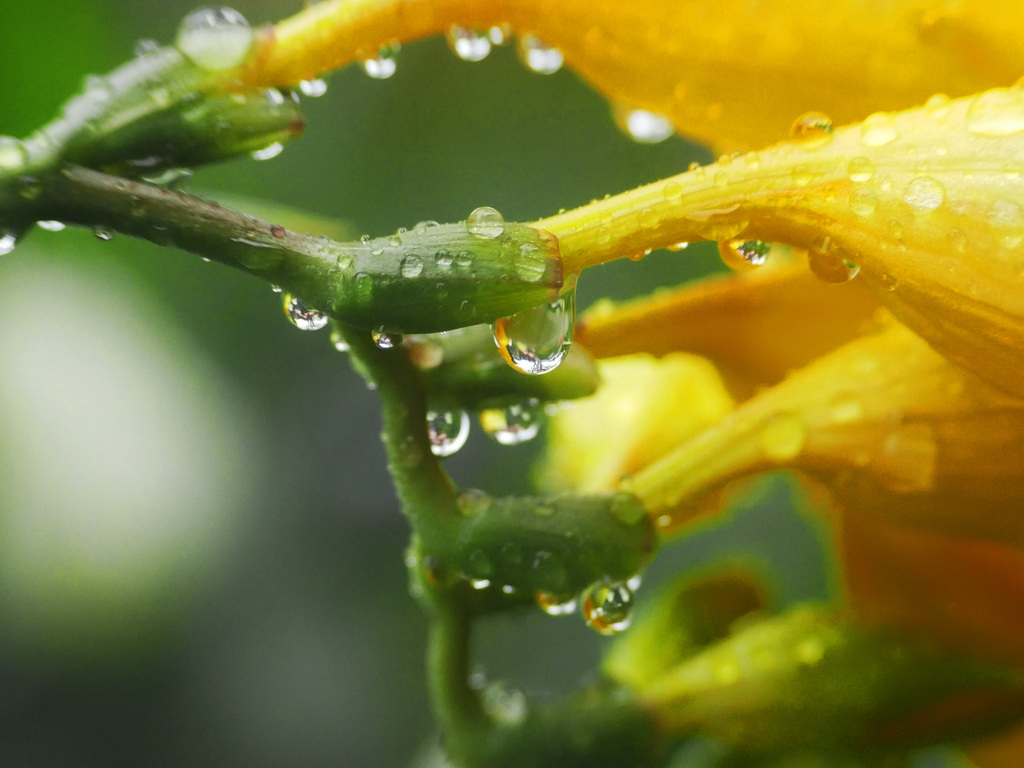 雨に咲く花　P1160630z