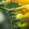 雨に咲く花　P1160630z