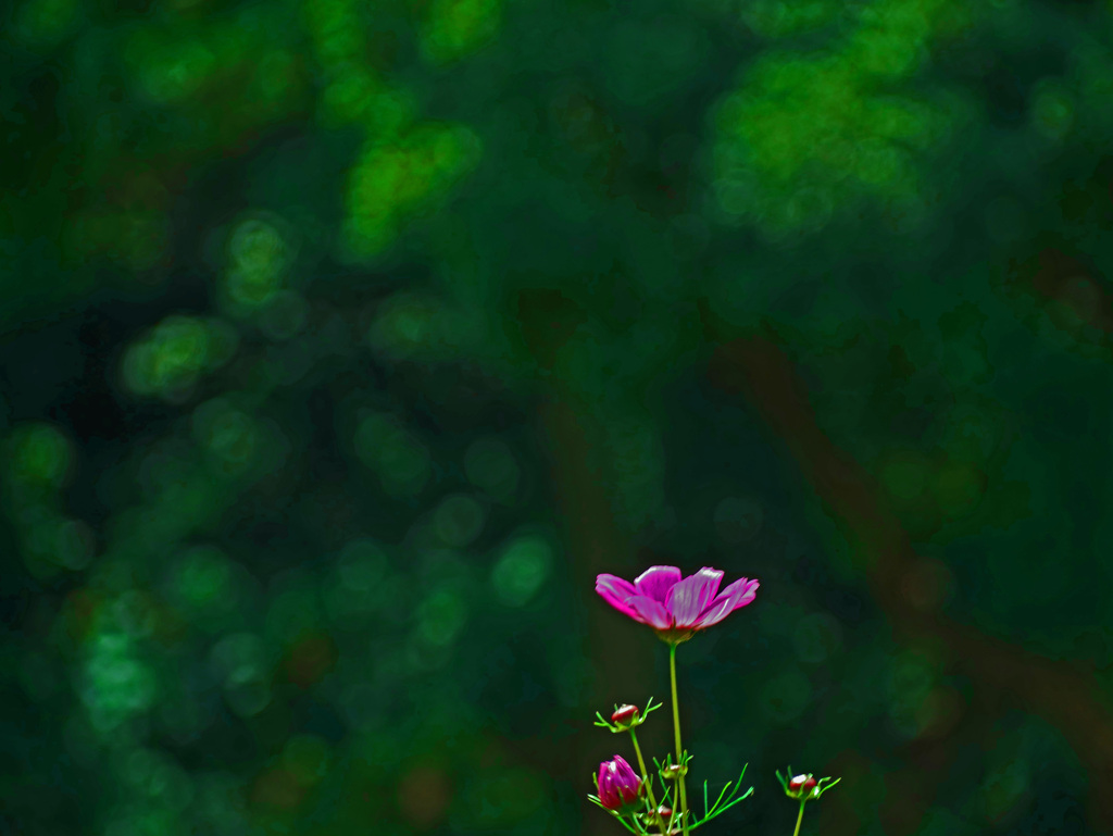 ささやかに・密やかに　P1350946z