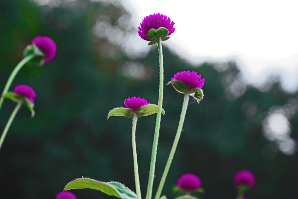 千日紅Ⅲ　IMGP8656zz