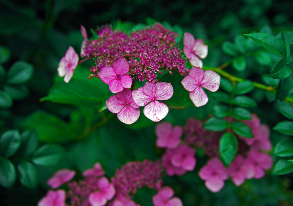 赤いガクアジサイ　IMGP1196zz