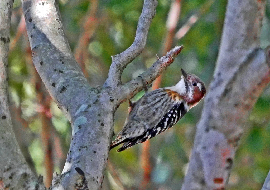 小啄木鳥　P1090015 zz