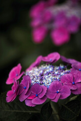 花言葉は「謙虚」　IMGP7803zz