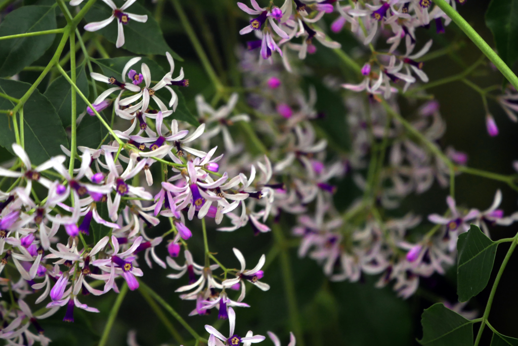 栴檀の花　P1390416zz