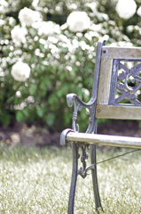 白薔薇とお洒落なベンチ　IGP8427zz