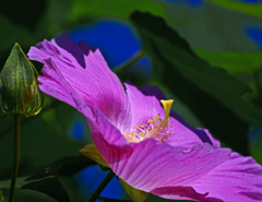 ピンクのムクゲ　P1220726zz