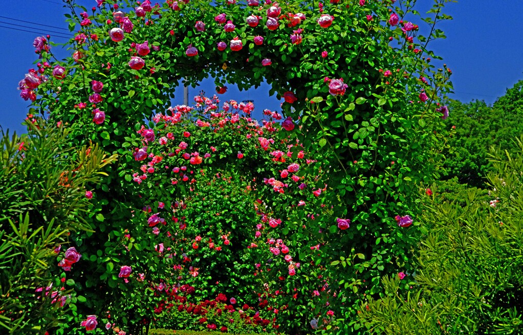 薔薇のアーチ　IMGP0578zz