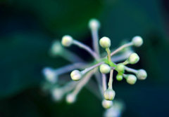 立牛尾菜   P1240040zz