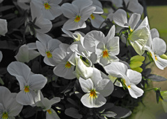 白いパンジー　IMG0169zz