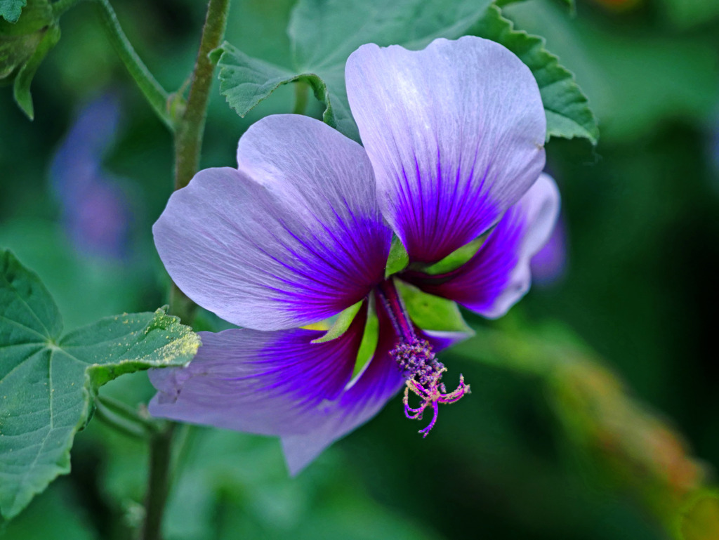 ムクゲⅡ　P1310459zz