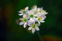 毎年咲く名の知らぬ花　IMGP5788zz