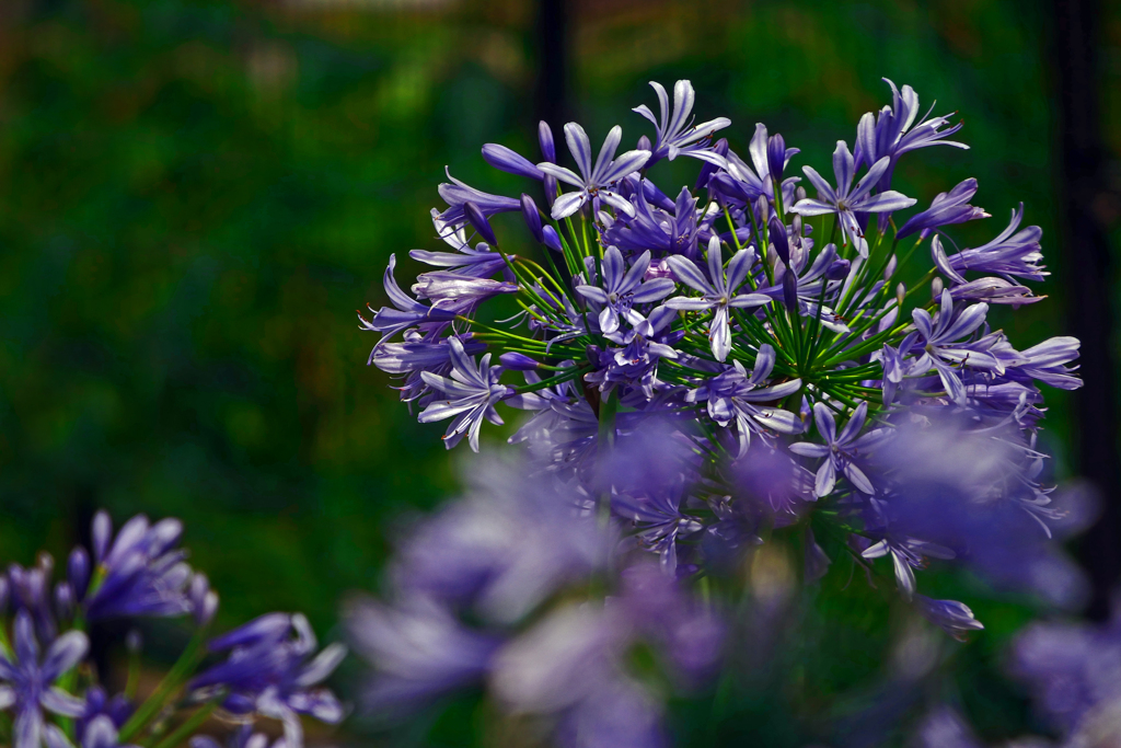 今を盛りに　P1420552zz