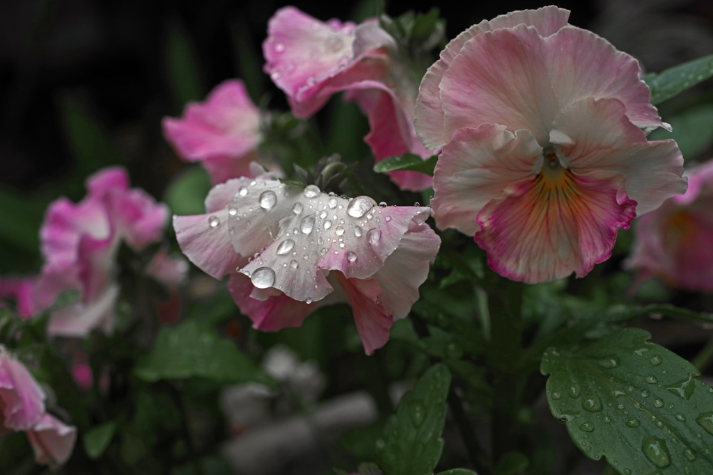 雨粒の重み　IMGP2756zz